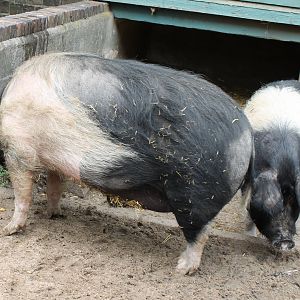 Angler sattle swines