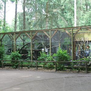 Cotton-top tamarin Enclosure