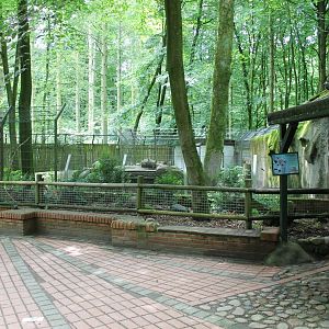 Enclosure New-Guinea singing dog