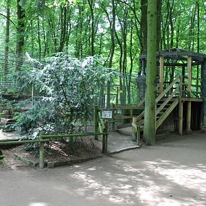 Viewing-point Raccoon-dogs