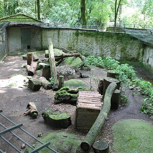 View into Raccoon-dog Enclosure