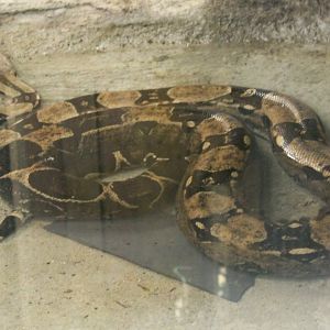 Boa constrictor