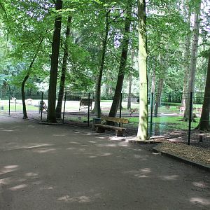 Fallow deer Walk-through Enclosure