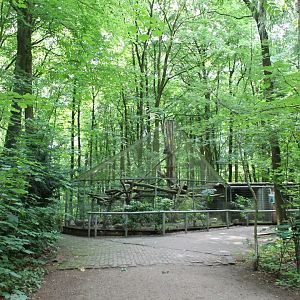 Enclosure European wild cat