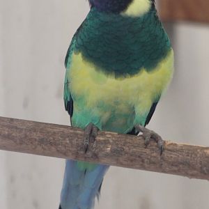 Port Lincoln parrot