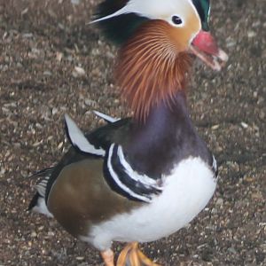 Mandarin duck