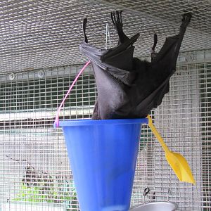 Spectacled Flying Fox Enrichment