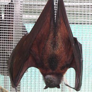 Large/Malayan Flying Fox