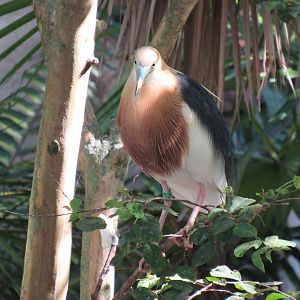 Javan Pond Heron