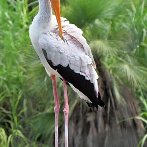 Yellow-billed Stork