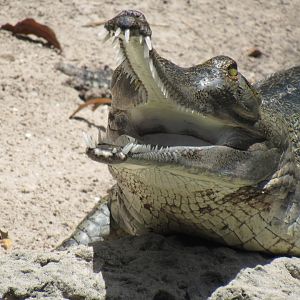 Indian Gharial