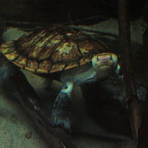 Irwin's Snapping Turtle