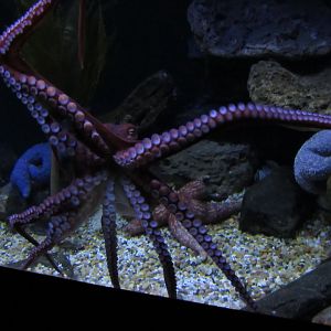 Giant Pacific Octopus