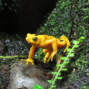 Panamanian Golden Frog