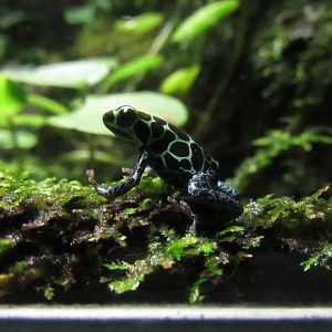 Poison Dart Frog ID