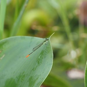 Damselfly - Kinabatangan River, Sabah, Borneo