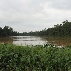 View of Oxbow Lake - Kinabatangan River, Sabah, Borneo