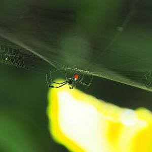 Spider - Kinabatangan River, Sabah, Borneo