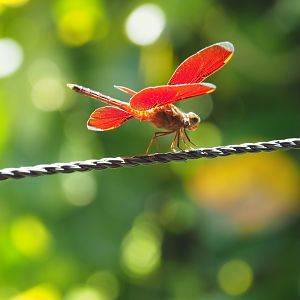 Dragonfly - Kinabatangan River, Sabah, Borneo