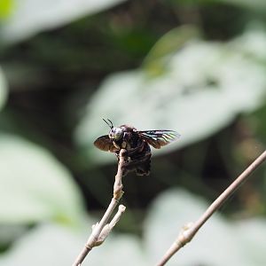 Giant Hornet - Kinabatangan River, Sabah, Borneo