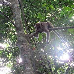Long-tailed Macaque - Kinabatangan River, Sabah, Borneo