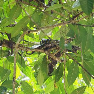 Mangrove Snake - Kinabatangan River, Sabah, Borneo