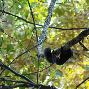 Prevost's Squirrel - Kinabatangan River, Sabah, Borneo
