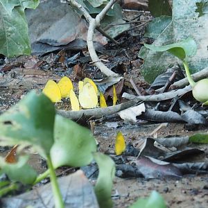 Butterflies - Kinabatangan River, Sabah, Borneo
