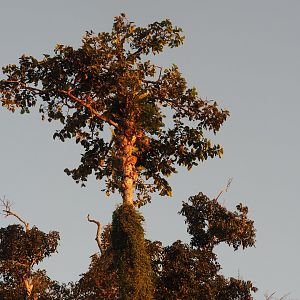 Proboscis Monkeys - Kinabatangan River, Sabah, Borneo