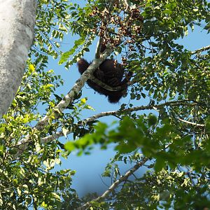 Bornean Orangutan - Kinabatangan River, Sabah, Borneo