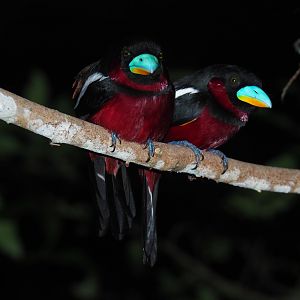Black-and-red Broadbills - Kinabatangan River, Sabah, Borneo