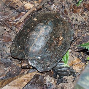 Turtle - Kinabatangan River, Sabah, Borneo