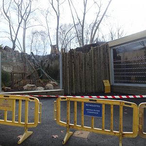 New white-naped mangabey enclosure