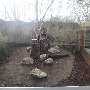 New white-naped mangabey enclosure