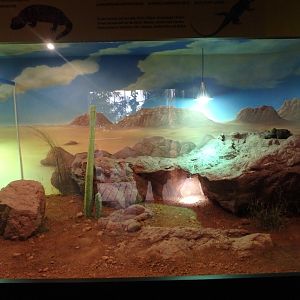 Sonora Desert terrarium