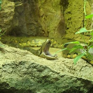 Common anaconda