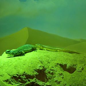 Bell's dabb lizards and African gold skinks