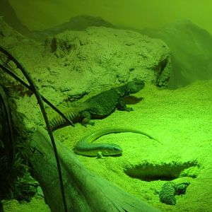 Bell's dabb lizards and African gold skinks