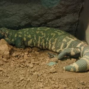 Gila monster