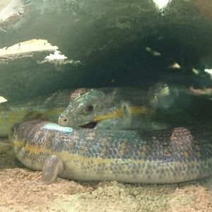 African gold skinks