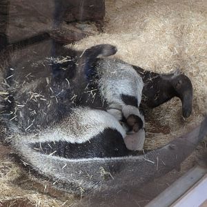 Giant anteaters