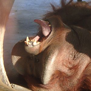 Bornean orang-utan