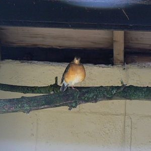 Orange-headed Ground-thrush - 28 January 2017