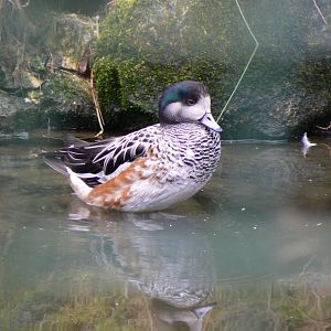 Chiloé wigeon - 28 January 2017