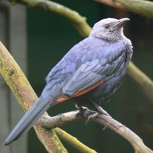 Red-winged Starling - 28 January 2017