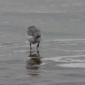 Sanderling