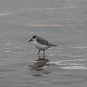 Sanderling