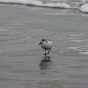 Sanderling