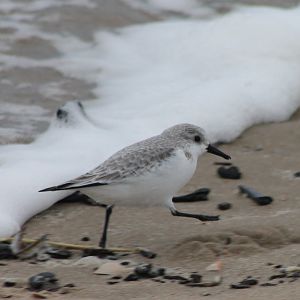 Sanderling