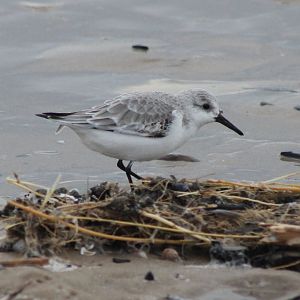 Sanderling